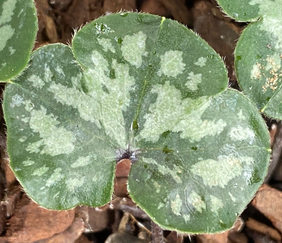 Hepatica nobilis var pyrenaica